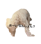 マルチーズのルー（個別スタンプ：1）