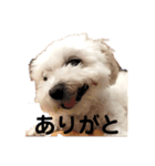 マルチーズのルー（個別スタンプ：2）