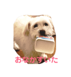 マルチーズのルー（個別スタンプ：4）