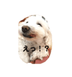 マルチーズのルー（個別スタンプ：5）
