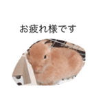 うさぎのぱん（個別スタンプ：10）
