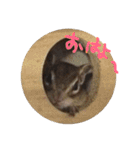 しまりすのなっつ（個別スタンプ：2）