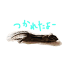しまりすのなっつ（個別スタンプ：5）