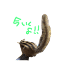 しまりすのなっつ（個別スタンプ：7）