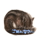 しまりすのなっつ（個別スタンプ：8）