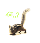 しまりすのなっつ（個別スタンプ：17）