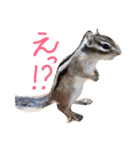 しまりすのなっつ（個別スタンプ：20）