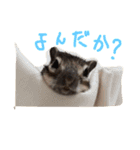 しまりすのなっつ（個別スタンプ：21）
