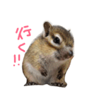 しまりすのなっつ（個別スタンプ：24）