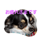 よんとも（個別スタンプ：1）
