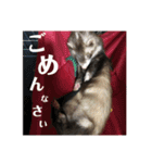 ふぇれはむず（個別スタンプ：3）