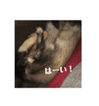 ふぇれはむず（個別スタンプ：8）