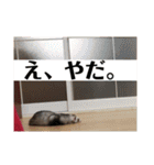 ふぇれはむず（個別スタンプ：9）
