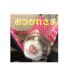 ふぇれはむず（個別スタンプ：15）