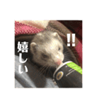 ふぇれはむず（個別スタンプ：17）