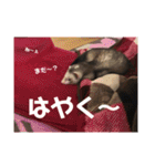 ふぇれはむず（個別スタンプ：23）