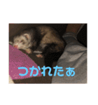 ふぇれはむず（個別スタンプ：24）