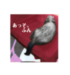 ふぇれはむず（個別スタンプ：29）