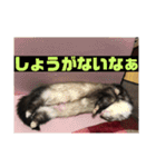 ふぇれはむず（個別スタンプ：30）