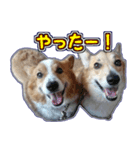 ちびまるのスタンプ パート2（個別スタンプ：6）