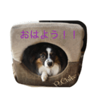 ここノアチャコ 2（個別スタンプ：1）