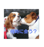 毎日ダイアナ（個別スタンプ：5）