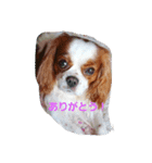 毎日ダイアナ（個別スタンプ：6）