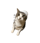 安藤さんちの猫（個別スタンプ：1）