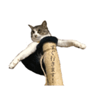 安藤さんちの猫（個別スタンプ：2）