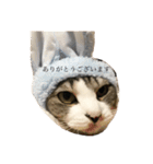 安藤さんちの猫（個別スタンプ：3）