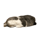 安藤さんちの猫（個別スタンプ：4）