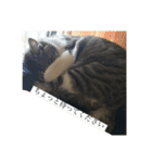 安藤さんちの猫（個別スタンプ：5）