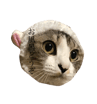 安藤さんちの猫（個別スタンプ：6）