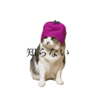 安藤さんちの猫（個別スタンプ：14）