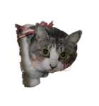 安藤さんちの猫（個別スタンプ：15）