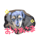 マロンとトム（個別スタンプ：10）