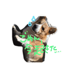 コロ助すたんぷ（個別スタンプ：2）