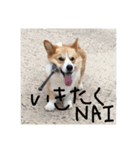 コロ助すたんぷ（個別スタンプ：4）