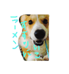 コロ助すたんぷ（個別スタンプ：6）
