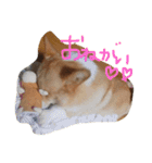 コロ助すたんぷ（個別スタンプ：7）