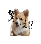 コロ助すたんぷ（個別スタンプ：8）