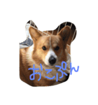 コロ助すたんぷ（個別スタンプ：10）