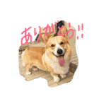 コロ助すたんぷ（個別スタンプ：11）