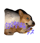 コロ助すたんぷ（個別スタンプ：13）
