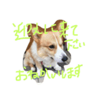 コロ助すたんぷ（個別スタンプ：15）