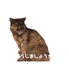 ゆきの個人的なスタンプ3（個別スタンプ：6）