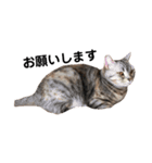 猫のいる生活（日常生活ver.）（個別スタンプ：1）