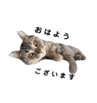 猫のいる生活（日常生活ver.）（個別スタンプ：2）