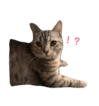猫のいる生活（日常生活ver.）（個別スタンプ：3）