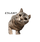 猫のいる生活（日常生活ver.）（個別スタンプ：5）